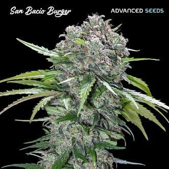 San Bacio Burger (Advanced Seeds) feminized