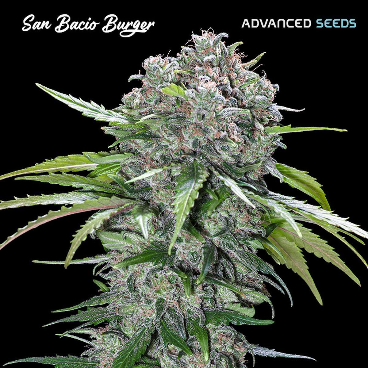 San Bacio Gelato Feminisiert (Bulk Genetics)