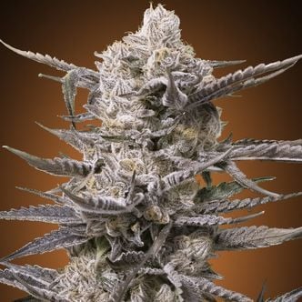 Watermelon OG (Advanced Seeds) feminized