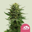 Blue Mystic (Royal Queen Seeds) feminisiert