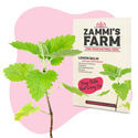 Tea Herbs Seed Pack - Zammi's Farm