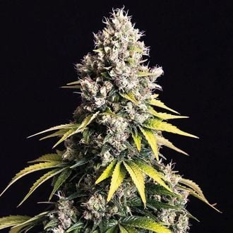 Lemon Cream Kush Automatic (Spliff Seeds) feminized