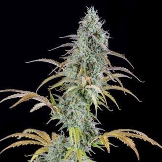 AK Automatic (Spliff Seeds) feminisiert