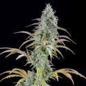 AK Automatic (Spliff Seeds) feminisiert