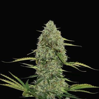 Mega Power Plant Automatic (Spliff Seeds) feminisiert