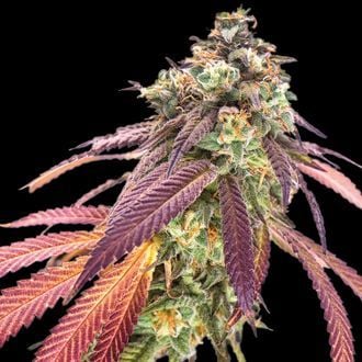 Amnesiac Automatic (Spliff Seeds) feminisiert