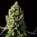 Amnesiac (Spliff Seeds) feminisiert