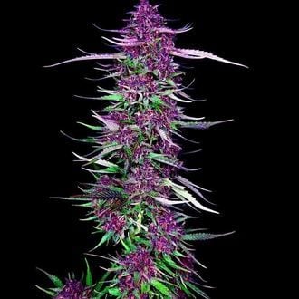 Purple Berry Kush (Spliff Seeds) feminisiert