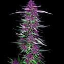 Purple Berry Kush (Spliff Seeds) feminisiert