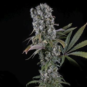 Spliff Cheese Automatic (Spliff Seeds) feminized