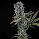 Spliff Cheese Automatic (Spliff Seeds) feminisiert