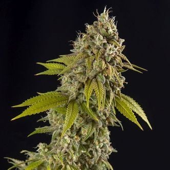Girl Scout Cookies Automatic (Spliff Seeds) feminized