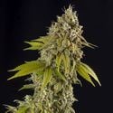 Girl Scout Cookies Automatic (Spliff Seeds) feminisiert