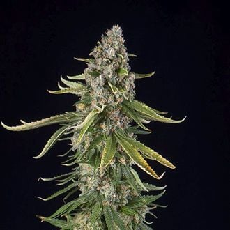 Zkittlez Automatic (Spliff Seeds) feminisiert