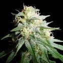 White Widow Automatic (Spliff Seeds) feminisiert