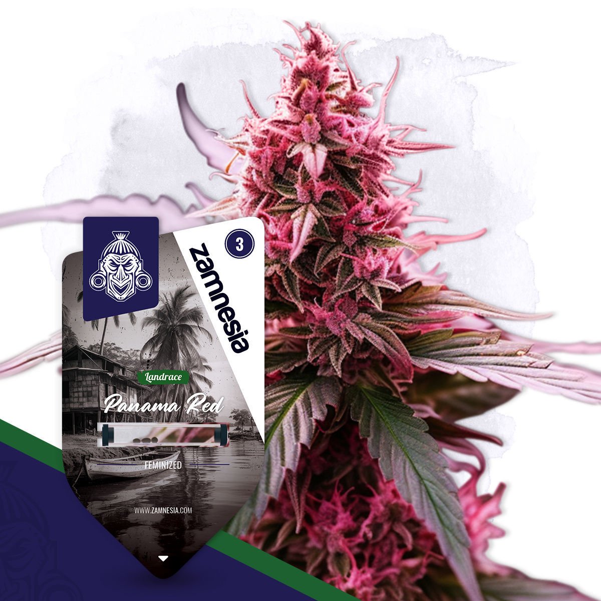 Panama Red - Landrasse - Feminisiert (Anesia Seeds)