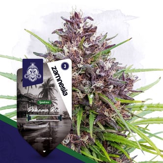 Panama Red (Zamnesia Seeds) Feminized