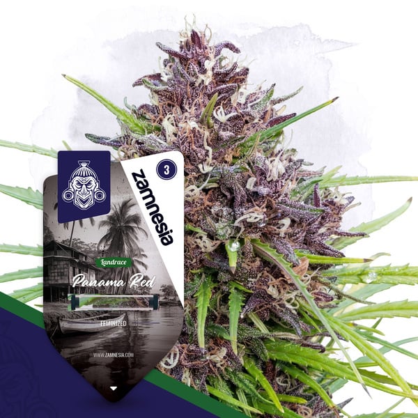 Panama Red (Zamnesia Seeds) Feminized
