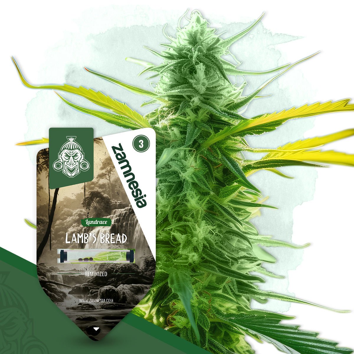 Gagarin Feminisiert (Bob Marley Seeds)