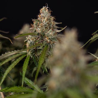 Runtz F1 Autoflower (Zamnesia Seeds) feminized