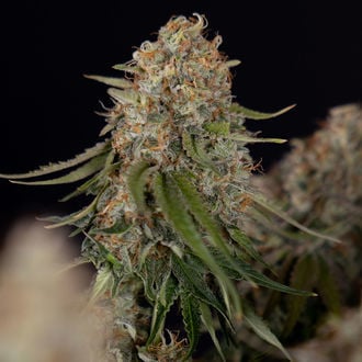 Runtz F1 Autoflower (Zamnesia Seeds) feminized