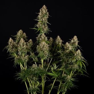 Runtz F1 Autoflower (Zamnesia Seeds) feminized