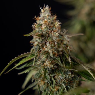Runtz F1 Autoflower (Zamnesia Seeds) feminized