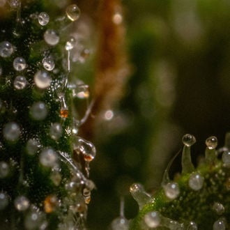 Runtz F1 Autoflower (Zamnesia Seeds) feminized