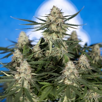 Do-Si-Dos F1 Autoflower (Zamnesia Seeds) feminized