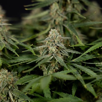 Do-Si-Dos F1 Autoflower (Zamnesia Seeds) feminized