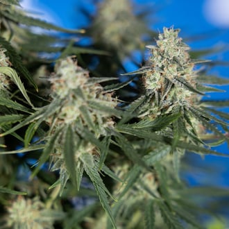 Do-Si-Dos F1 Autoflower (Zamnesia Seeds) feminized