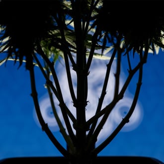 Do-Si-Dos F1 Autoflower (Zamnesia Seeds) feminized