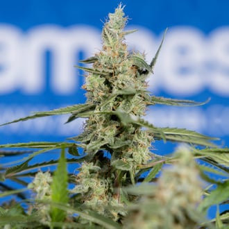 Do-Si-Dos F1 Autoflower (Zamnesia Seeds) feminized