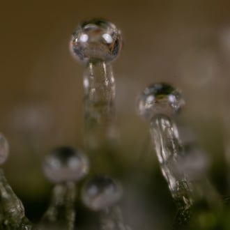 Do-Si-Dos F1 Autoflower (Zamnesia Seeds) feminized