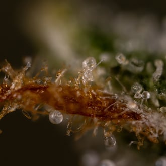 Do-Si-Dos F1 Autoflower (Zamnesia Seeds) feminized