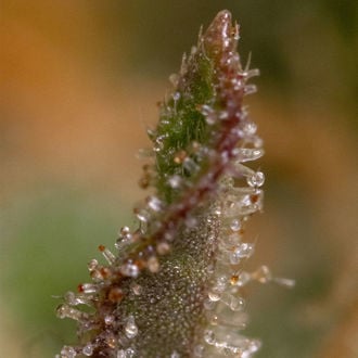 Watermelon Candy F1 Autoflower (Zamnesia Seeds) feminized