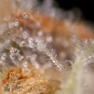 Watermelon Candy F1 Autoflower (Zamnesia Seeds) feminized