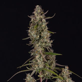 Watermelon Candy F1 Autoflower (Zamnesia Seeds) feminized