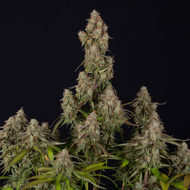 Wurlz Automatic | Zamnesia Seeds