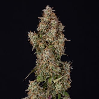 Wurlz F1 Autoflower (Zamnesia Seeds) feminized