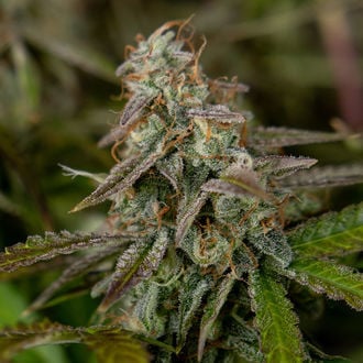 Wurlz F1 Autoflower (Zamnesia Seeds) feminized