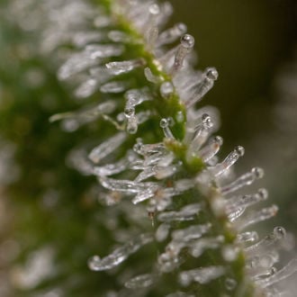 Wurlz F1 Autoflower (Zamnesia Seeds) feminized