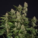 Green Cure CBD F1 Automatic (Zamnesia Seeds) feminized