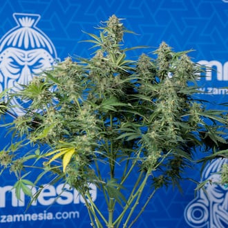 Green Cure CBD F1 Autoflower (Zamnesia Seeds) feminized