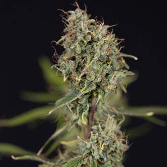 Green Cure CBD F1 Autoflower (Zamnesia Seeds) feminized