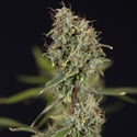 Green Cure CBD F1 Automatic (Zamnesia Seeds) feminized