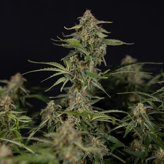 Green Cure CBD F1 Autoflower (Zamnesia Seeds) feminized