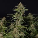 Green Cure CBD F1 Automatic (Zamnesia Seeds) feminized