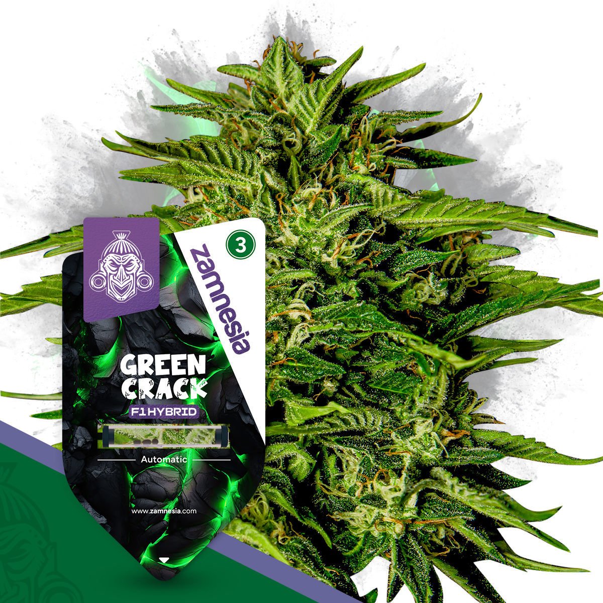 Green Crack F1 Hybrids Automatic | Zamnesia Seeds - Zamnesia