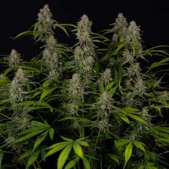 Green Crack F1 Autoflower (Zamnesia Seeds) feminized